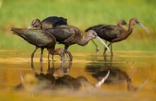 Glossy Ibis ( Plegadis Falcinellus) Is A Large Bird Species Living In Wetlands. It Is Also Frequently Seen On The Shores Of Large And Small Lakes On The Banks Of The Tigris River In Diyarbakır.
