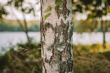 Wall Mural - tree in the forest