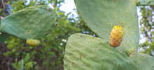 Tall Thorny Opuntia Ficus-indica Cactus Plant