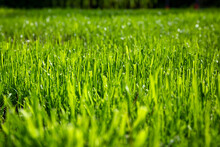Pattern Of A Lush Grass In The Garden