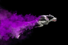 Border Collie Jumping With Coloured Powder