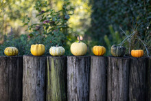 Pumpkins On A Wooden Fence In The Garden