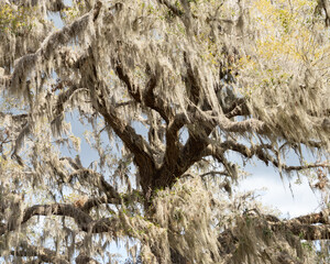 Tree covered in light green Spanish moss