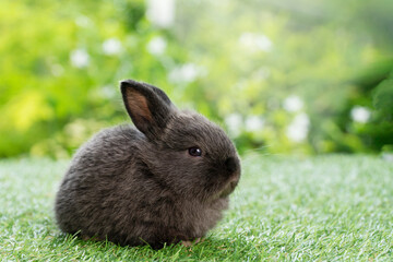 Adorable fluffy baby bunny rabbit sitting on green grass over natural background. Furry cute wild-animal single spring time at outdoor. Lovely fur baby rabbit bunny on meadow.Easter animal pet