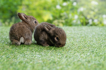 Two cuddly rabbit furry bunny sitting and playful together on green grass over natural background. Lovely new born brown rabbits ears bunny sitting on spring background. Easter newborn bunny family