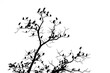© Kevin - Silhouette of tree with birds