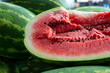 Fresh elongated watermelon with a transverse cut showing a pink chunky inside with lots of black seeds and striped green and yellow exterior rind with lots of whole melons on a table for sale.  