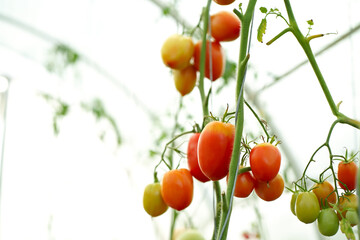 Poster - Beautiful tomato plant on a branch in a green house in the foreground, shallow field department, copy space, organic tomatoes