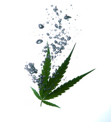 Sticker - Cannabis leaf, marijuana leaf in water on white