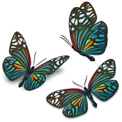 Wall Mural - three colorful butterfly isolated on white background.