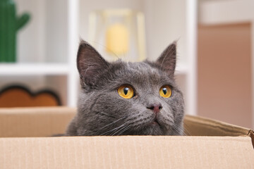 A grey cat is playing in a cardboard box. A gray cat is hunting for a toy. The cat is a predator. The attentive gaze of a gray cat.