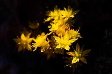 Wall Mural - sedum susanae hamet, a bouquet of yellow wild flowers, doi luang chiang dao, chiang mai, thailand.