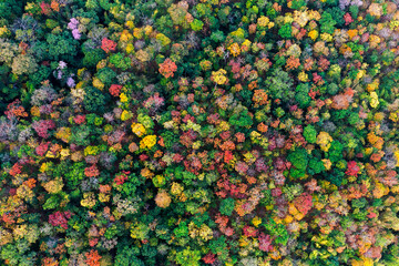 Wall Mural - Aerial view of thick forest in autumn. Colorful forest Autumn Foliage.