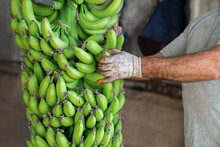 Man In Work Gloves Holds Huge Bunch Of Green Bananas
