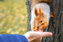 Person Feeding Squirrel