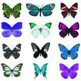 Fototapeta Motyle - colorful butterfly isolated