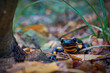 Fire salamander close-up in a twilight autumn forest. Rare animal in the Carpathian forest