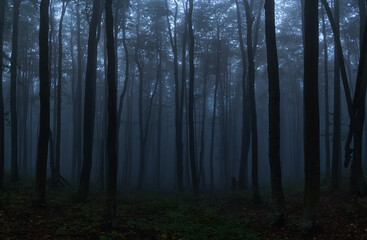  Gloomy twilight forest. Cold fog in the beech Carpathian forest. Creepy atmosphere of a foggy night forest