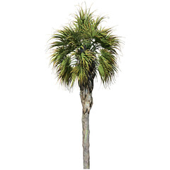 Wall Mural - Palmetto Tree - Front View