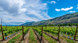 Fototapeta Las - Rows on Vines in the Vineyards of Canada's Wine Region in the Okanagen Valley between the towns of Oliver and Osoyoos, British Columbia, Canada
