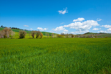 Poster - Green hills of Tuscany