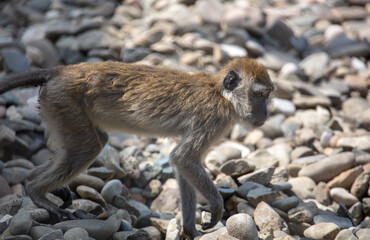 Wall Mural - Monkey on the rocks in the park.