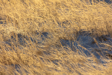 Poster - Dry grass on the snow at sunset.