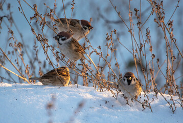 Wall Mural - Sparrows in the snow in winter.