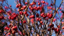 Close-up Of Beautiful Red Berries Swaying In The Wind Against The Blue Sky. Wild Midland Or English Hawthorn Or Woodland Hawthorn Berries. Sunny Autumn Or Winter Background. Healthy Medicinal Plants.
