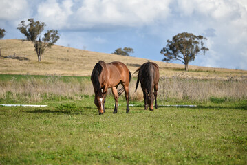 Wall Mural - Bay retired race horse in the field