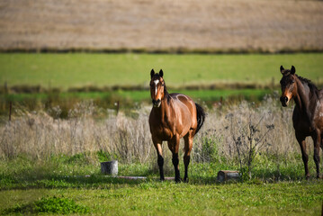 Sticker - Bay retired race horse in the field