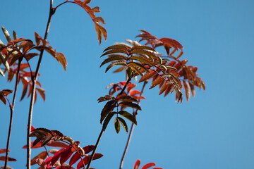 Wall Mural - Colorful autumn leaves of a rowan tree under blue sky