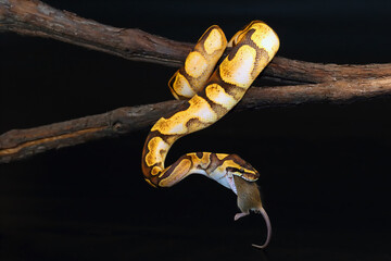 Wall Mural - The Royal python (Python regius), also the ball python lying twisted on a dry branch with a black background with prey. Ball python Calico mutation on a with a mouse  on a bran with a dark background.