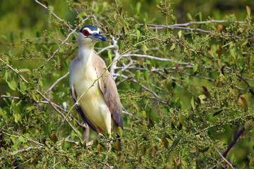 Poster - The black-crowned night heron (Nycticorax nycticorax) sitting on a green tree. Little night heron in Africa.