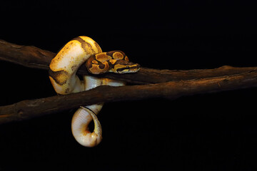 Poster - The Royal python (Python regius), also the ball python lying twisted on a dry branch with a black background. Ball python Calico mutation on a branch with a dark background.