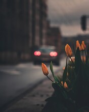Vertical Shot Of Blooming Orange Tulips On The Side Of A Road