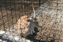 High-angle Shot Of A Brown Deer With Horns Sitting On The Cage