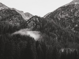 Poster - Beautiful grayscale of forested mountains in the highlands - great for a wallpaper