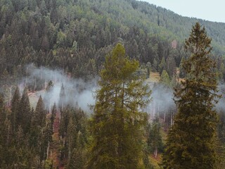 Poster - Mysterious misty forested hillside in autumn