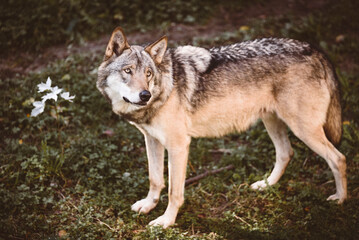  Wilder Wolf im Tierpark, Fleischfresser, Wolfsblut, Halbblut