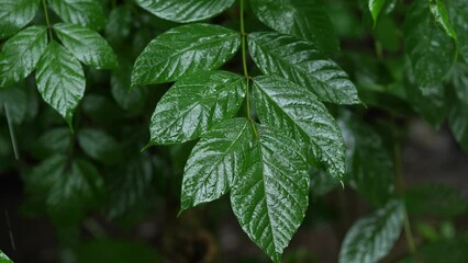 Wall Mural - Trees and Green Leaves in Rain Forest