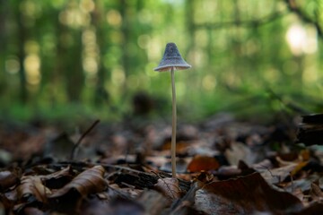 Mycena genus mushroom in autumn foliage, close-up