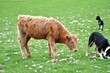 Young, highland calf and a black, sheepdog in the field