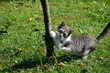 Closeup shot of a European shorthair cat on the grass