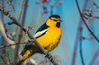 Closeup shot of a Bullock's oriole bird perched on a branch
