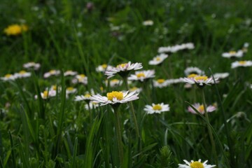 Poster - Selective focus shot of beautiful white daisy flowers growing in the field with blurred background