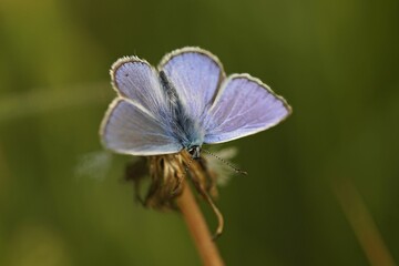 Poster - Closeup on a colorful Icarus blue butterfly , Polyommatus icarus sitting with open wings