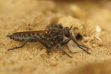 Canvas Print - Closeup on a hairy fan-bristled robberfly, Dysmachus trigonus, sitting in the sand