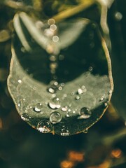 Poster - Close-up shot of large raindrops on a green leaf under the sunlight on a blurred background