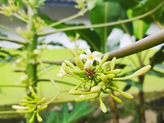 Wall Mural - Beautiful Papaya flowers and buds. Papaya flower or pawpaw flower are booming